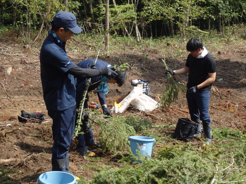 カラマツ種子を採取している作業の様子