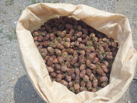 採取したカラマツ球果