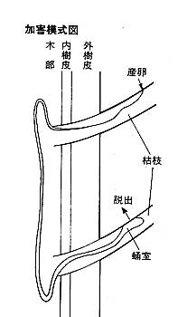 被害模式図