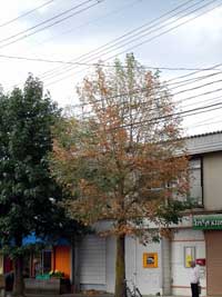 全体を食い尽くされた木