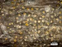 カツラマルカイガラムシ