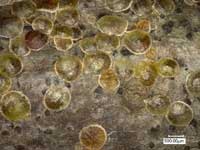 ナラフサカイガラムシ