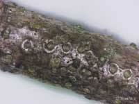 ナラフサカイガラムシ