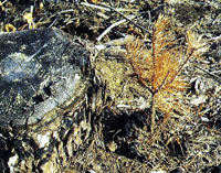 山火事跡地に植えたアカマツの枯れ