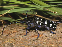 ゴマダラカミキリの成虫