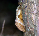 コウモリガの成虫
