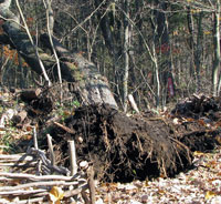 倒伏した広葉樹エゾヤマザクラ