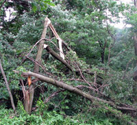 枝折れした広葉樹オニグルミ