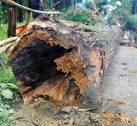 倒伏したスギ巨木