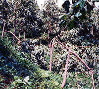 幹折れしたキリ