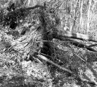 倒伏したアカマツ