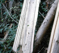 スギの目まわり