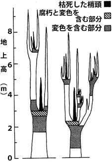 若歳木の被害模式図