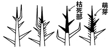 幼齢木の被害模式図