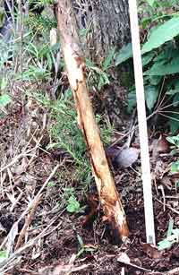 被害部の凍傷痕