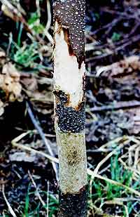 動物による食害痕